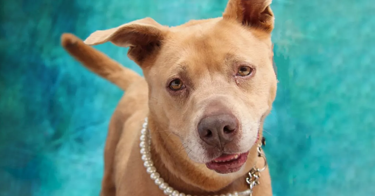 Pet of the Week: Princess Mia