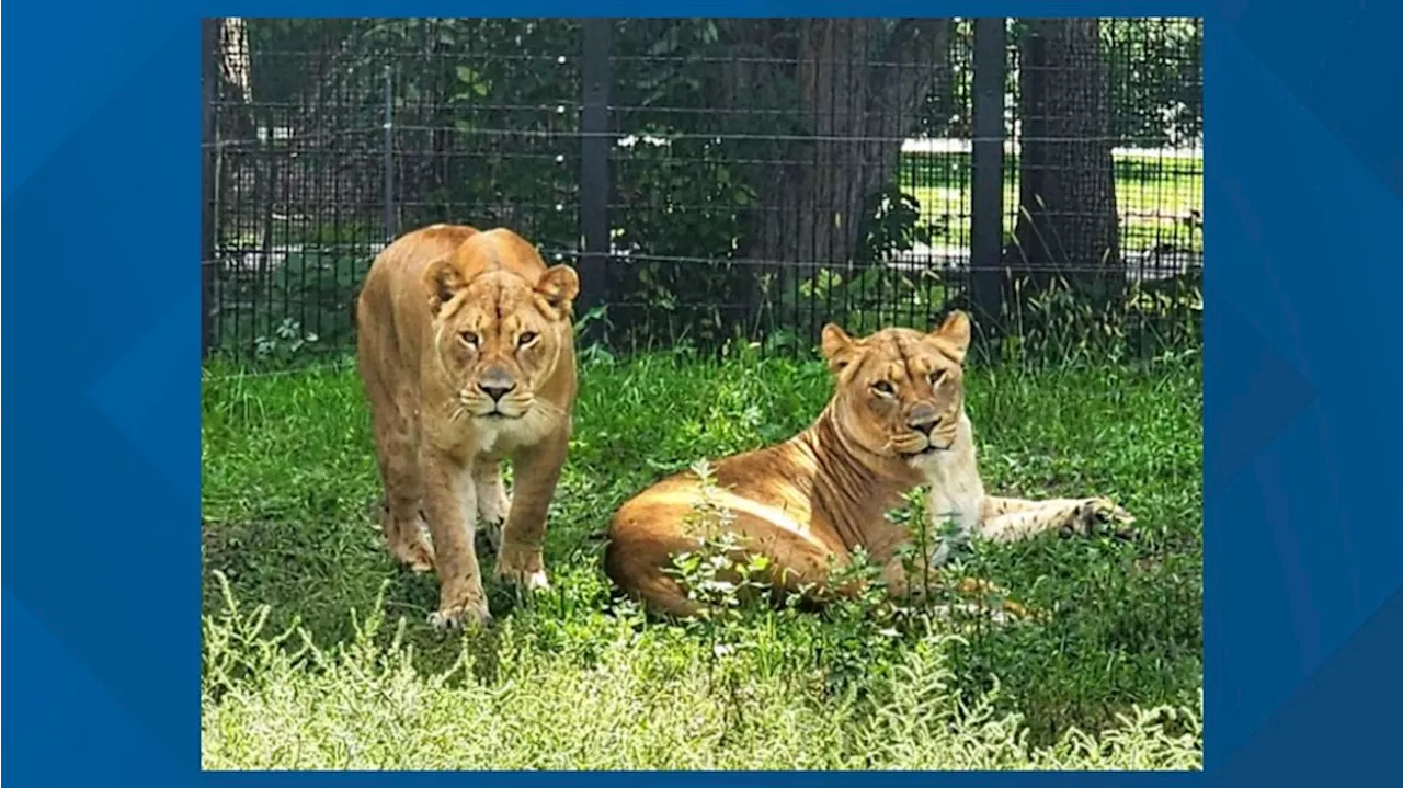 Phoenix Zoo welcomes new lionesses Zuri and Kamara