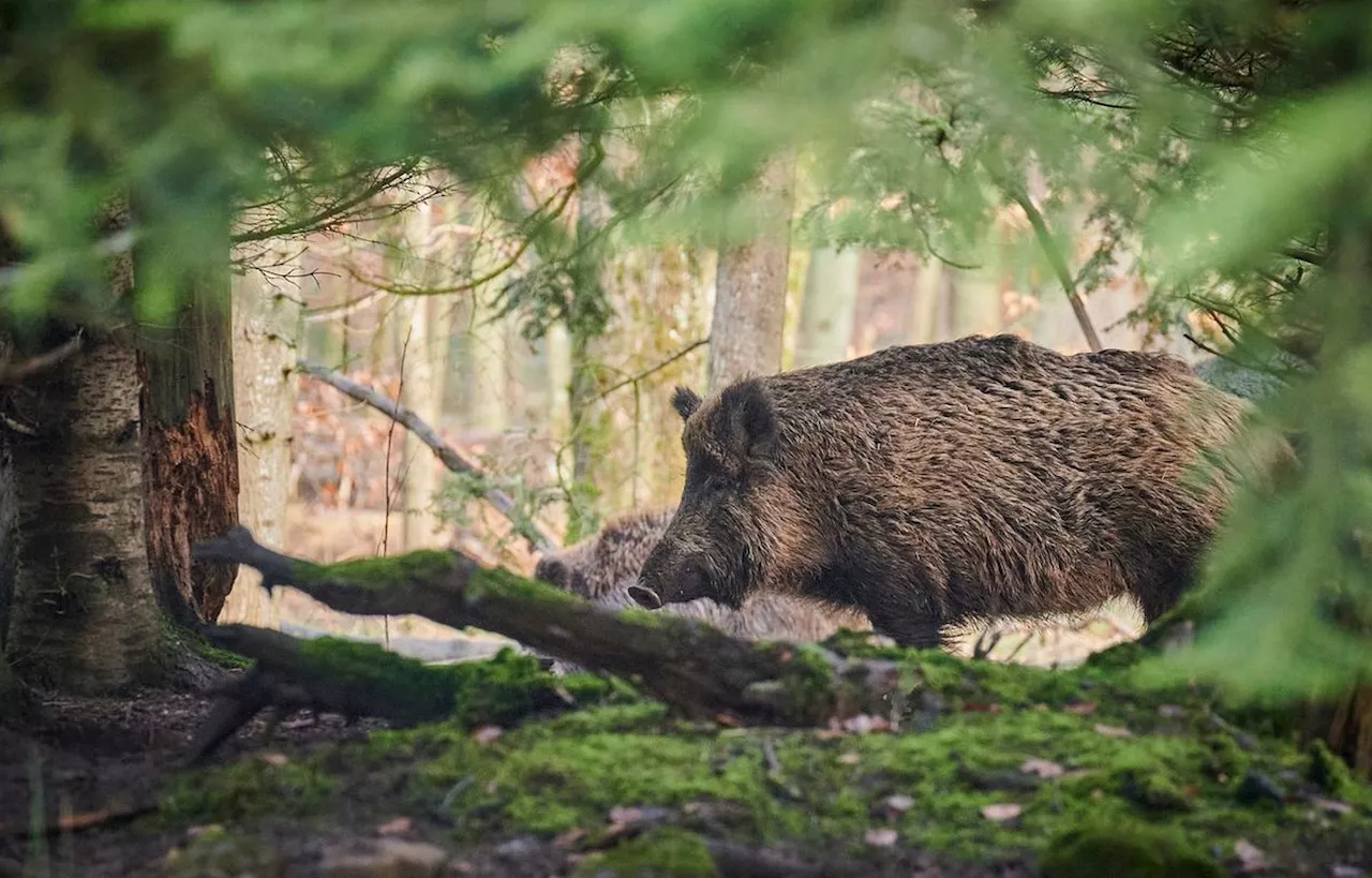 Digne-les-Bains : Le chasseur s’était introduit dans un jardin pour abattre un sanglier