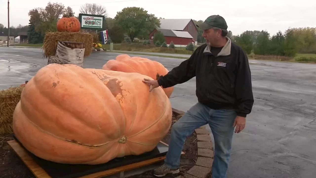 Giant pumpkin grower in Wisconsin prepares for weigh-in: 'It's exciting'