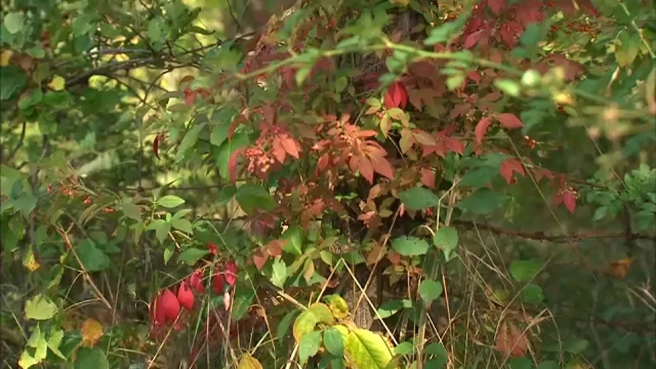 2 professional leaf peepers show off the beauty of Garrison, Putnam County