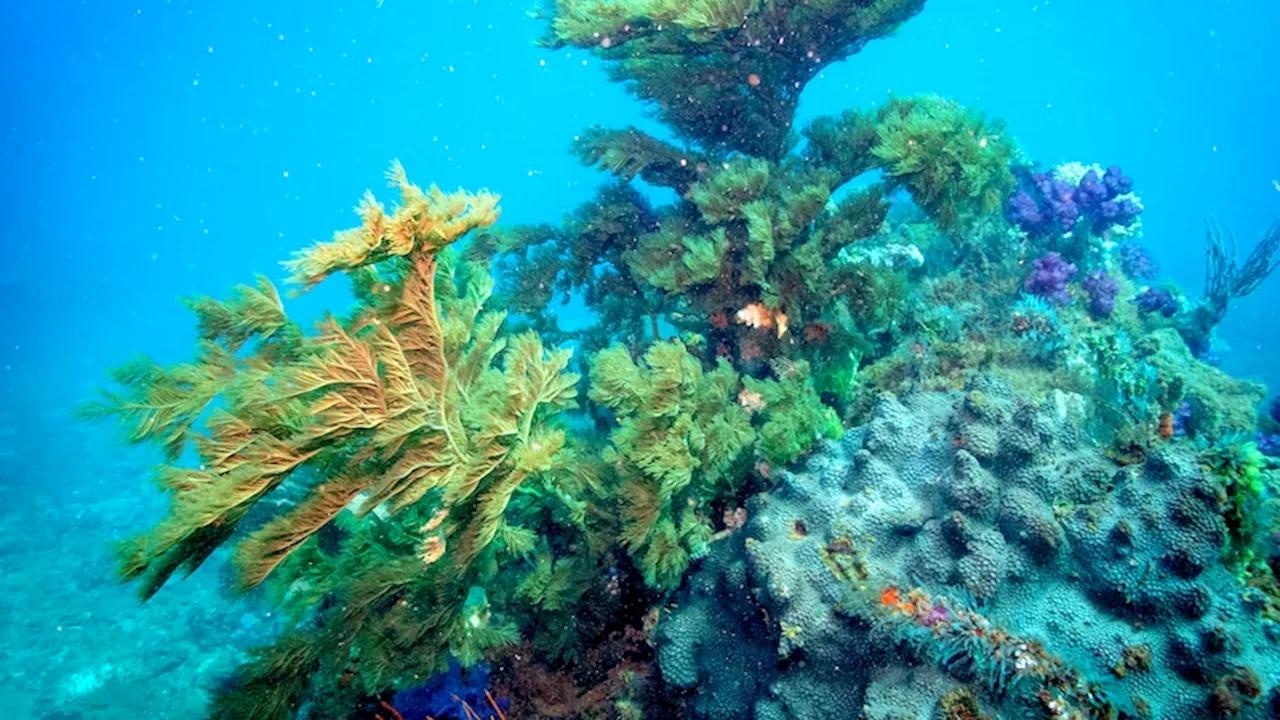 A marine survey of Exmouth Gulf reveals unexpected black coral and healthy reefs, prompting calls for protection