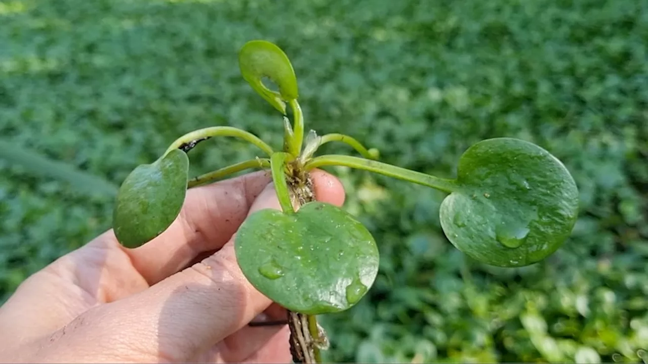 Invasive weed Amazon frogbit that chokes waterways is being sold as $5 aquarium plant