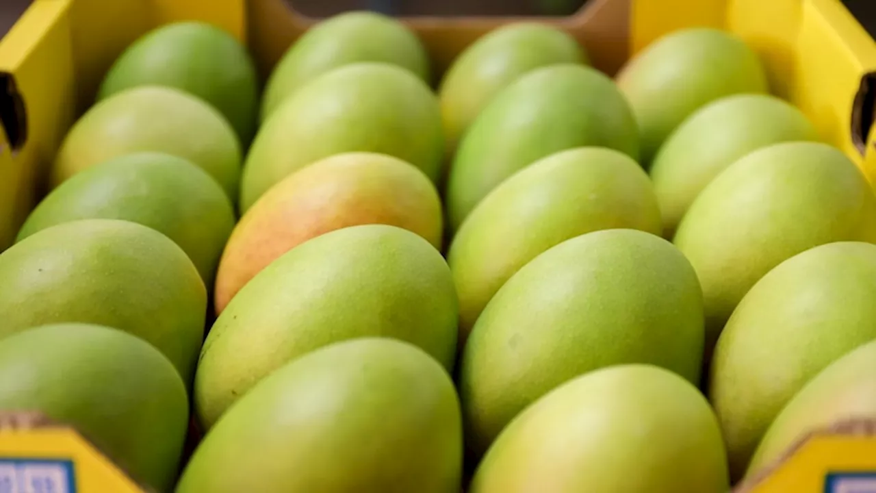 Mango prices on rise in WA as harvest yields fall by more than half across Australia's Top End