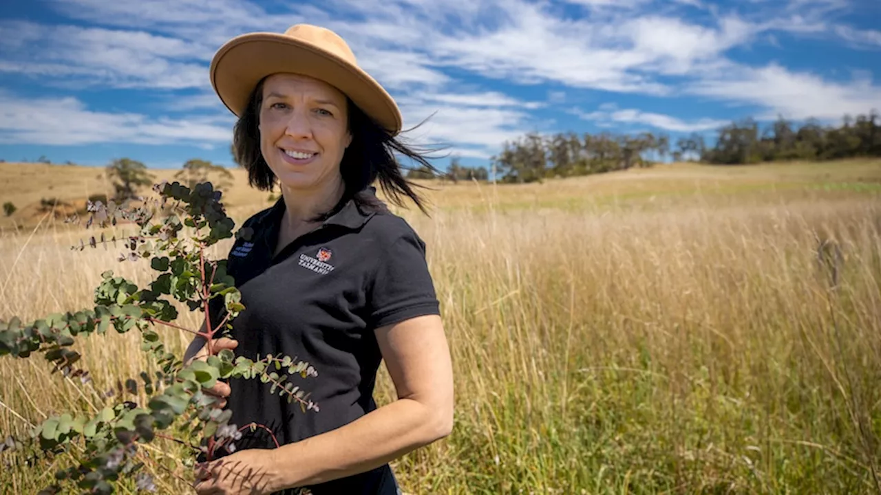 Morrisby's gum tree migration project aiming to save endangered Tasmanian species of eucalypt