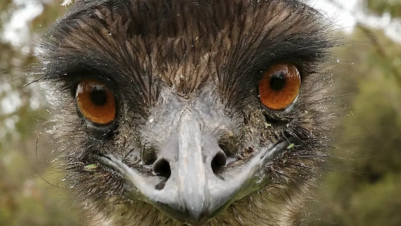 There are no emus on Kangaroo Island, so why is there an Emu Bay?