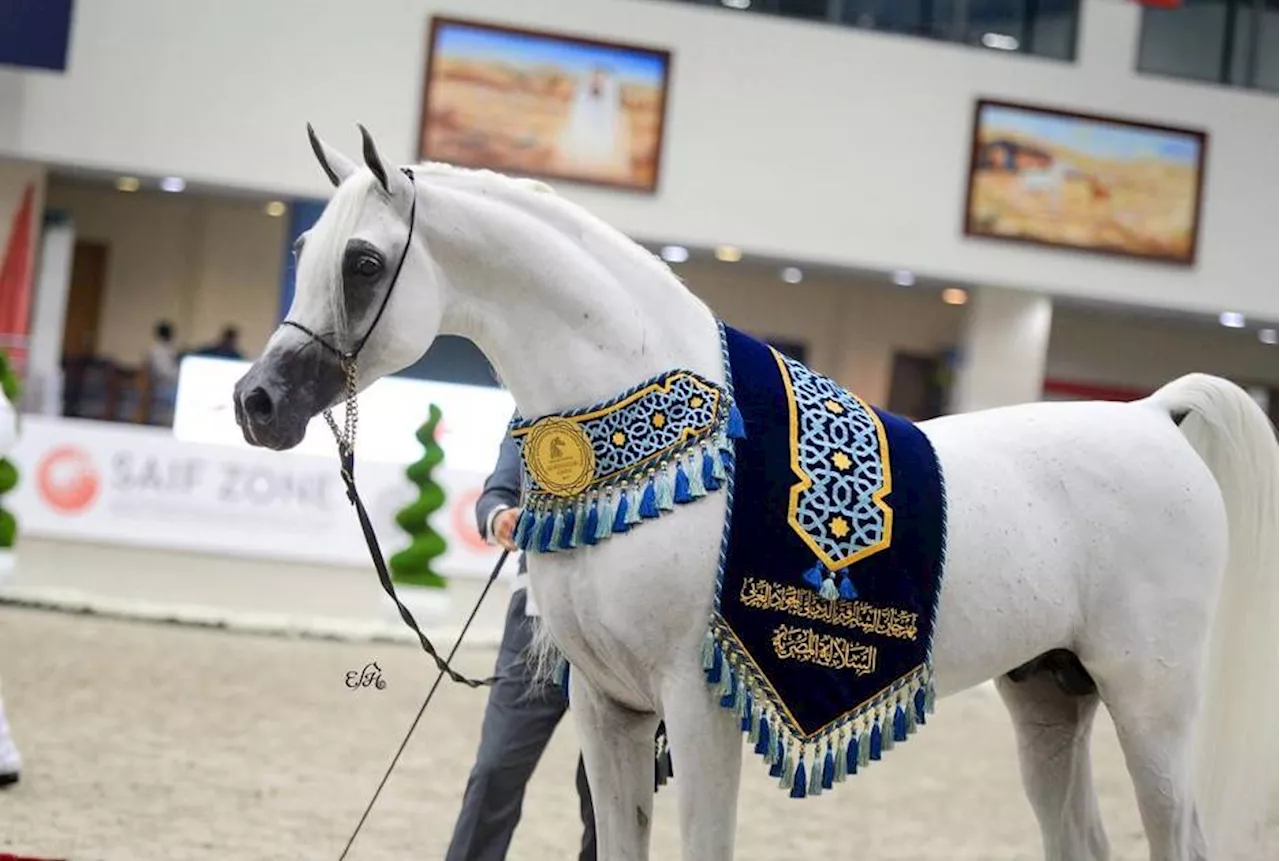 مهرجان الشارقة للجواد العربي السلالة المصرية في 22 أكتوبر