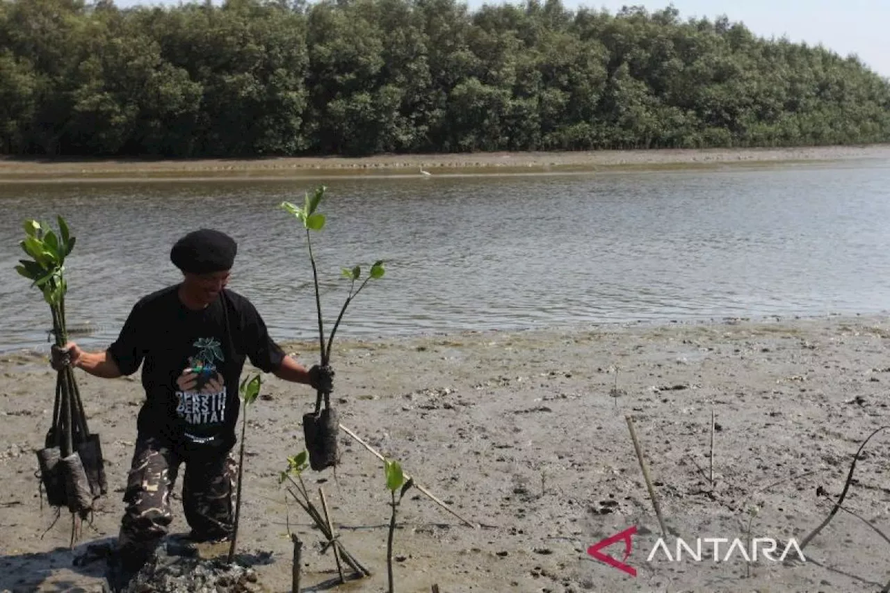 PBNU bersama ratusan santri tanam 2.500 bibit mangrove di Surabaya