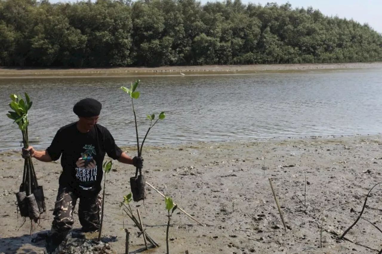 PBNU dan ratusan santri tanam 2.500 bibit mangrove di Surabaya