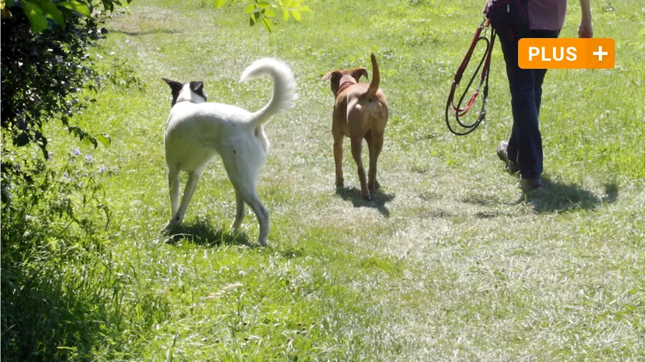 Fünf Hunde aus Dinkelscherben kommen ins Tierheim: Ihre Zukunft ist ungewiss