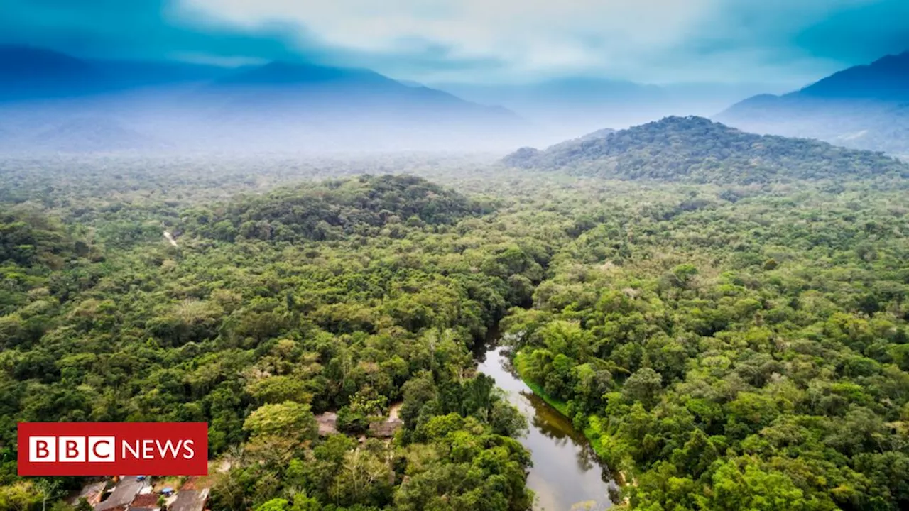 Elon Musk: Starlink domina internet na Amazônia