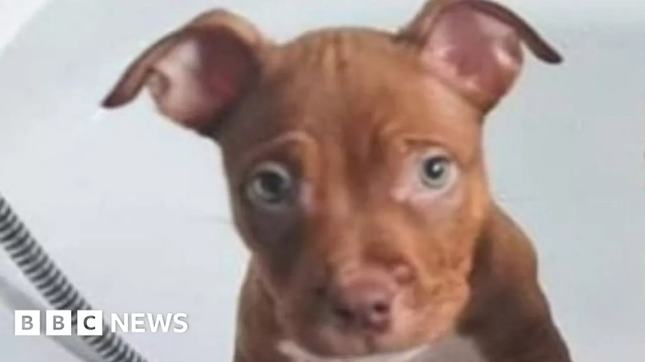 Man who tortured American bully puppy to death jailed