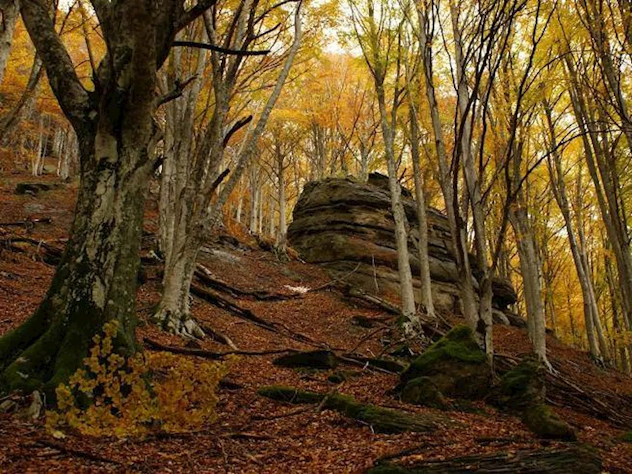 Moggiona, il borgo delle stelle, dei porcini e dei lupi come amici