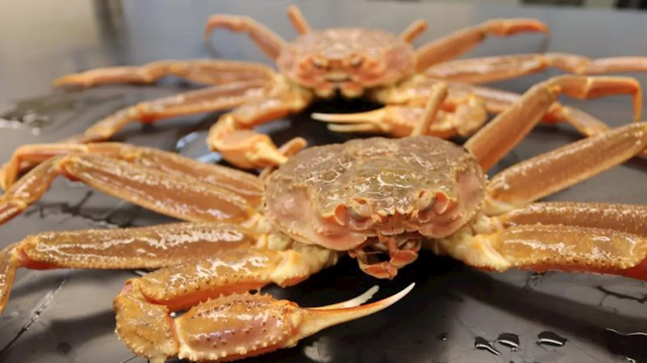 Billions of crabs went missing around Alaska. Scientists now know what happened to them