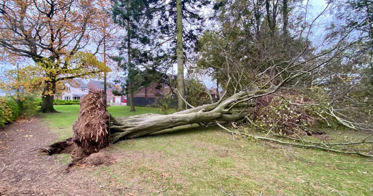 Giant trees crash into Kilmarnock playpark narrowly missing properties