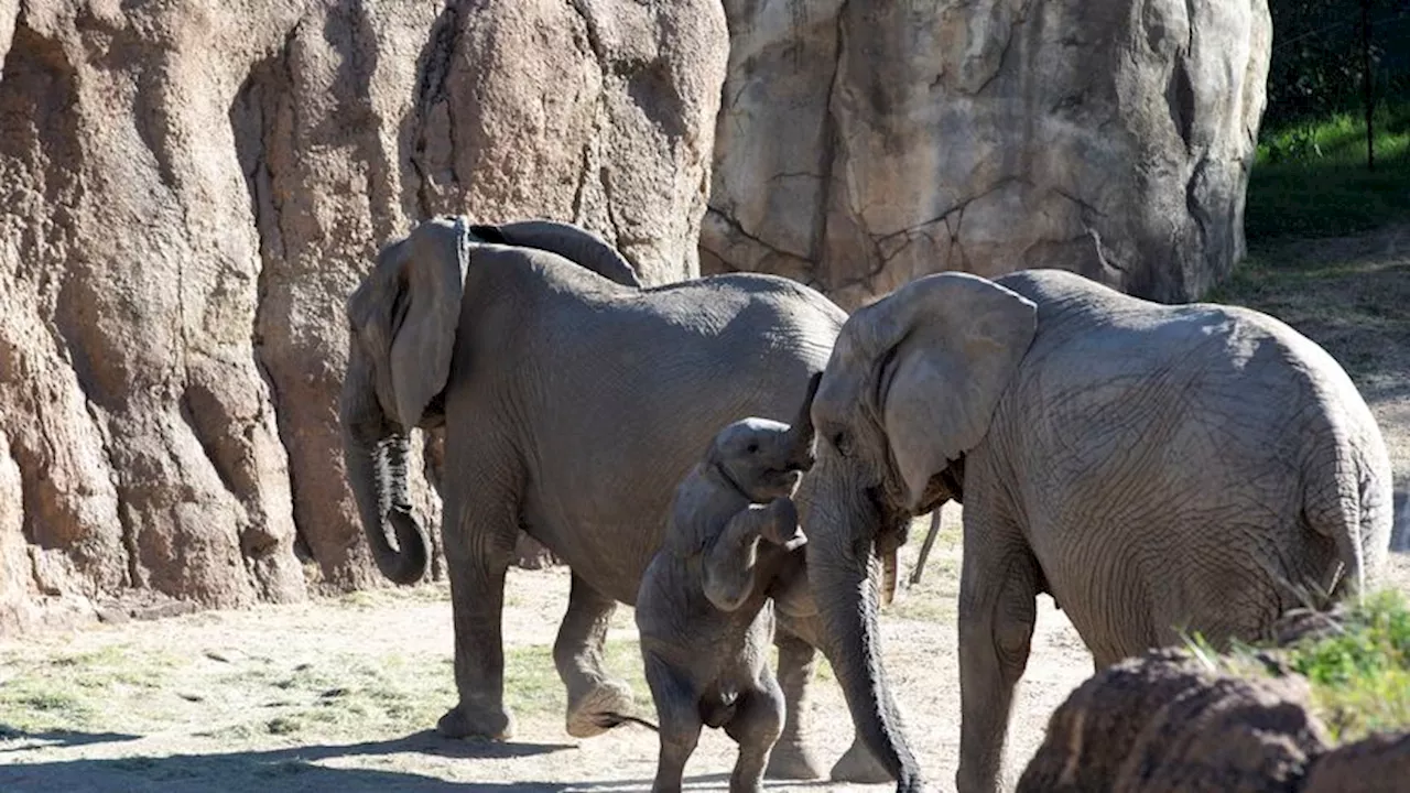 At Dallas Zoo event, wildlife trafficking is the target