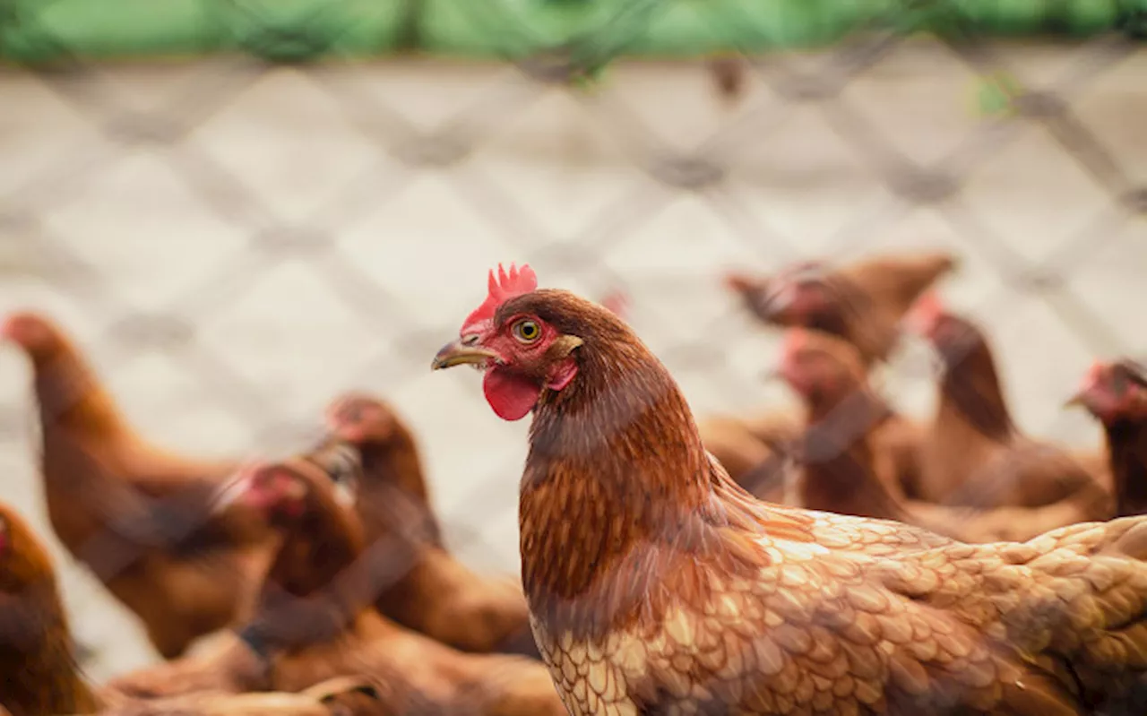 New avian flu strain spreading to WC will see more chickens culled: Agri Dept