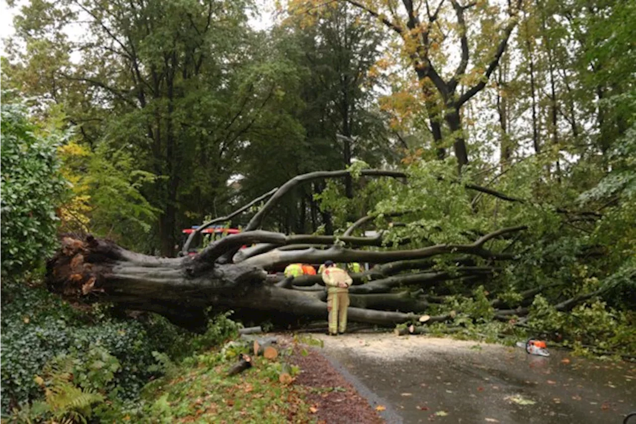 Bestuurster ziet kolossale boom van 200 jaar oud net achter haar wagen neerploffen