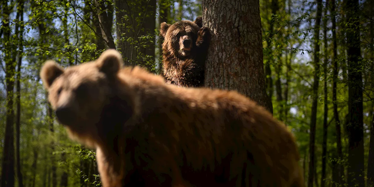 In Trentino la destra punta tutto su orsi e lupi