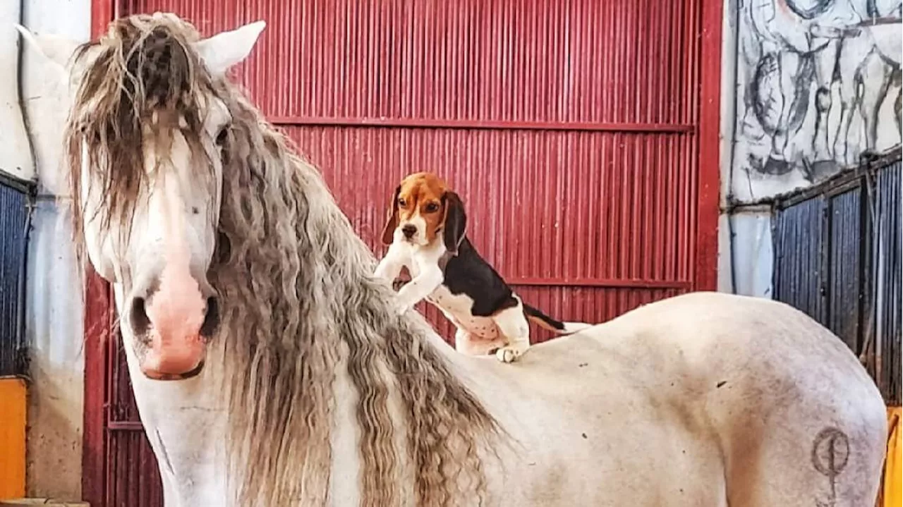 1500 euros por encontrar a Whisky, el perro del jinete Ángel Peralta