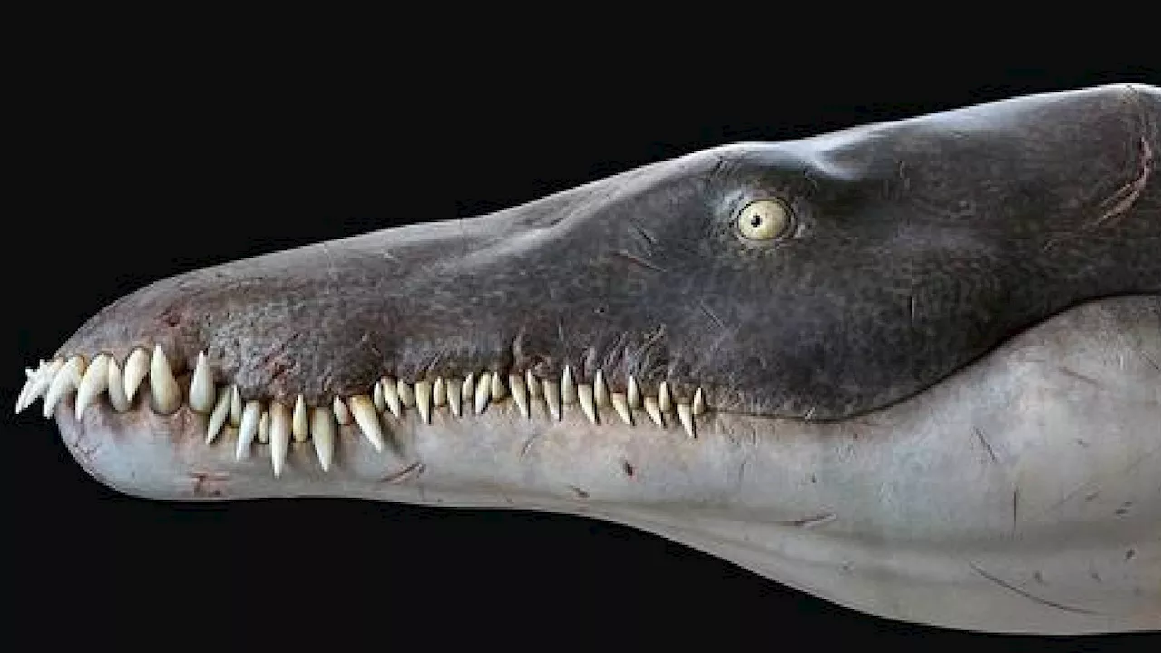 Remains of oldest-known mega-predatory pliosaur reptile analyzed