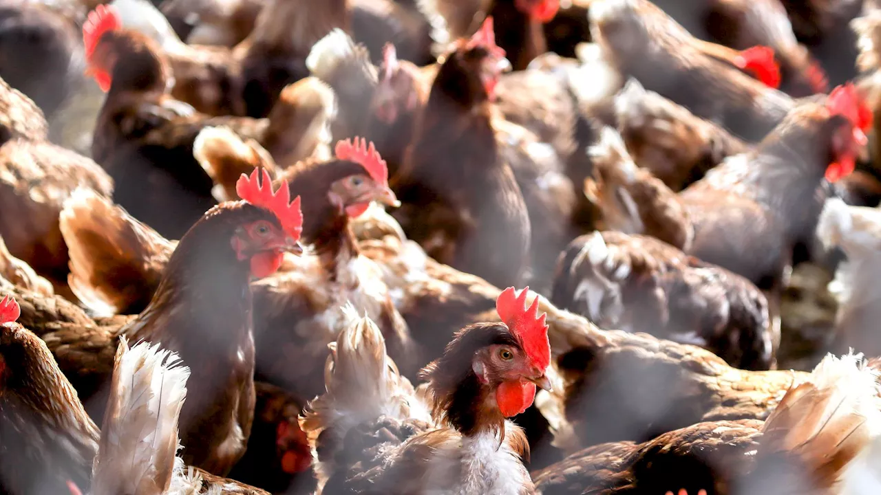 Scientists produce clean energy from chicken feathers