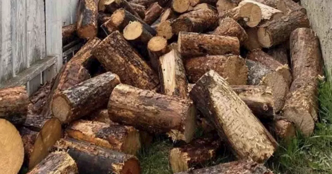 Only those with 'sharp focus' can spot the animal hidden among logs in 7 seconds