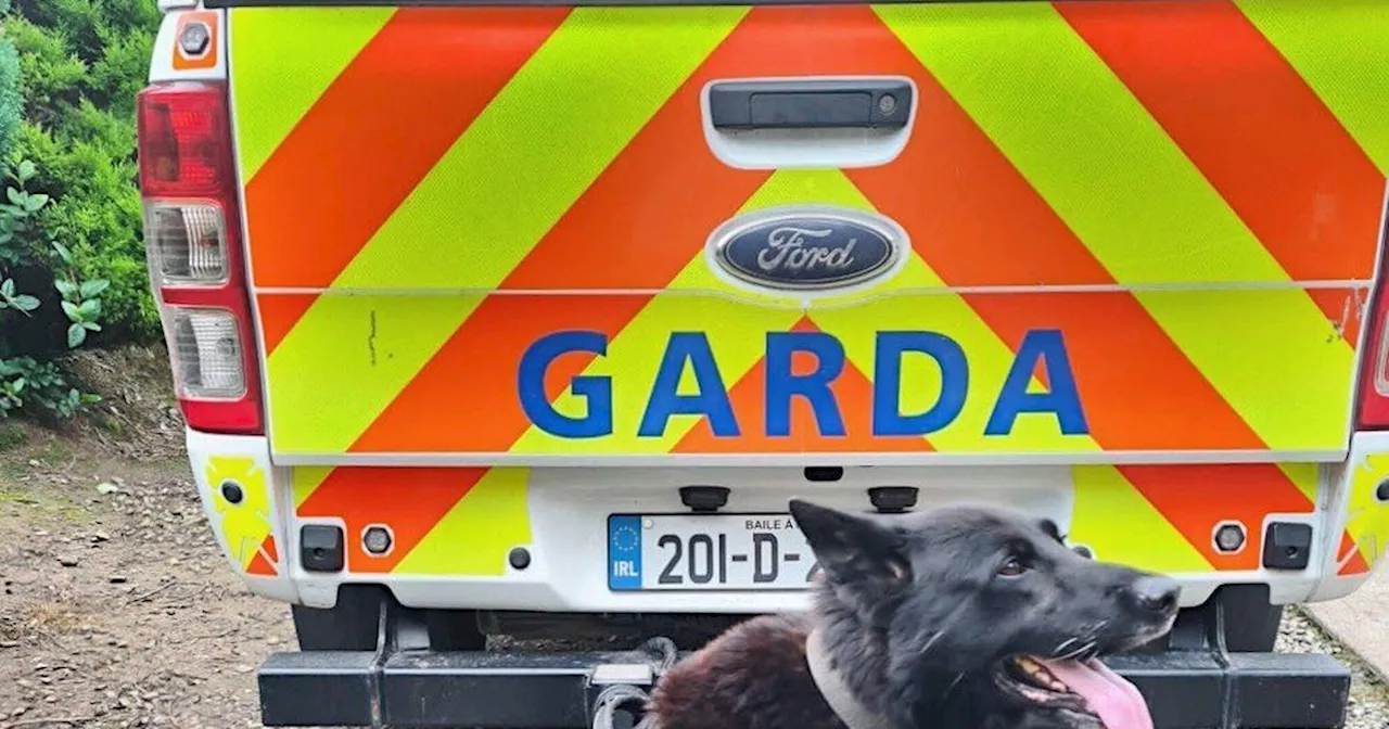 Top Garda sniffer dog retires after more than a decade of service