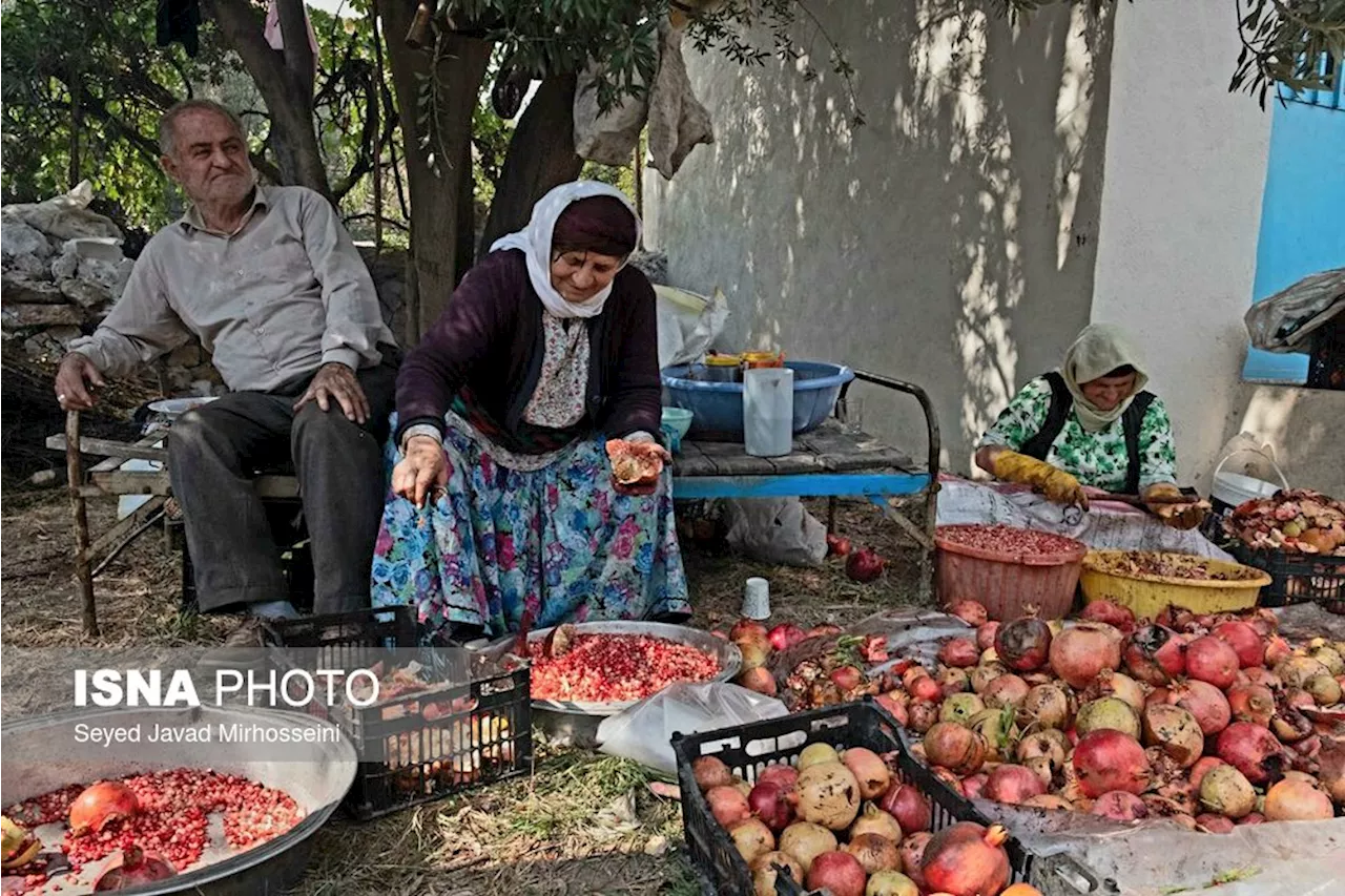 بخشی از امنیت غذایی کشور در گیلان تامین می‌شود