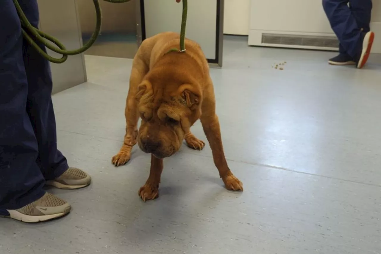 Dog 'left to suffer' in 'appalling' condition at Leicester park put to sleep