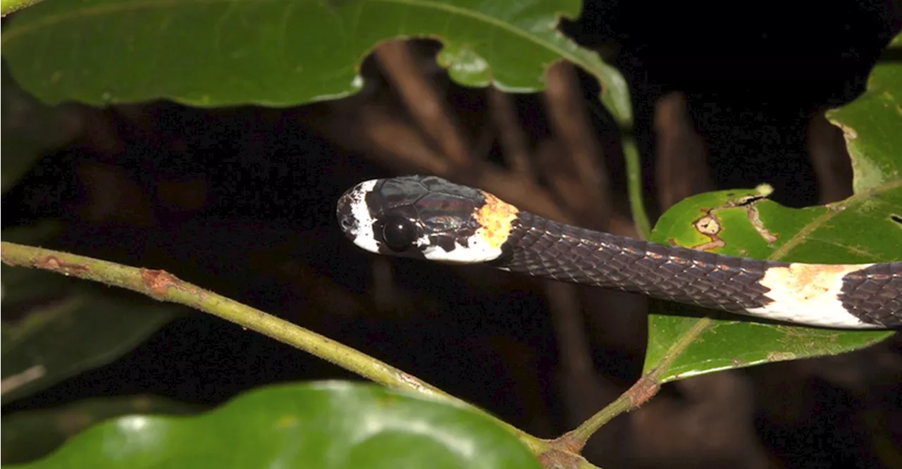 Brasileiros registram cobra ‘cantando’ pela primeira vez na América do Sul; ouça