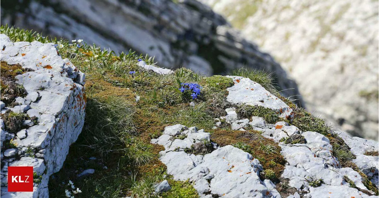 40 bis 50 Meter freier Fall:Oberösterreicherin stürzte kurz vor dem Gipfel des Maisenkögerls in den Tod