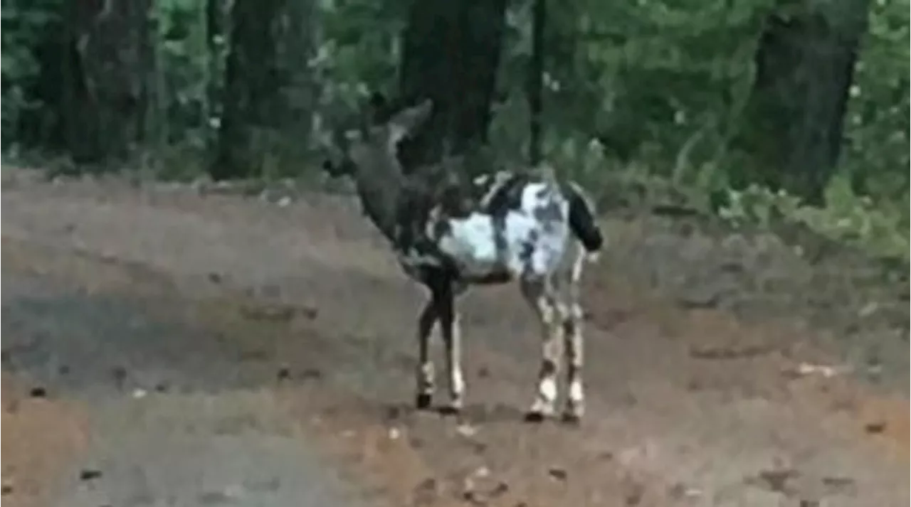 Rare piebald deer spotted on forest road in western Washington