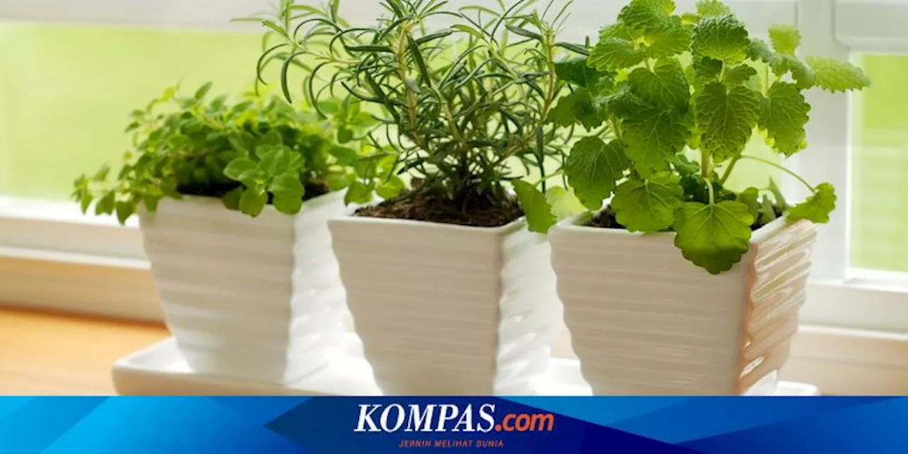 5 Cara Merawat Tanaman Herbal di Dalam Ruangan