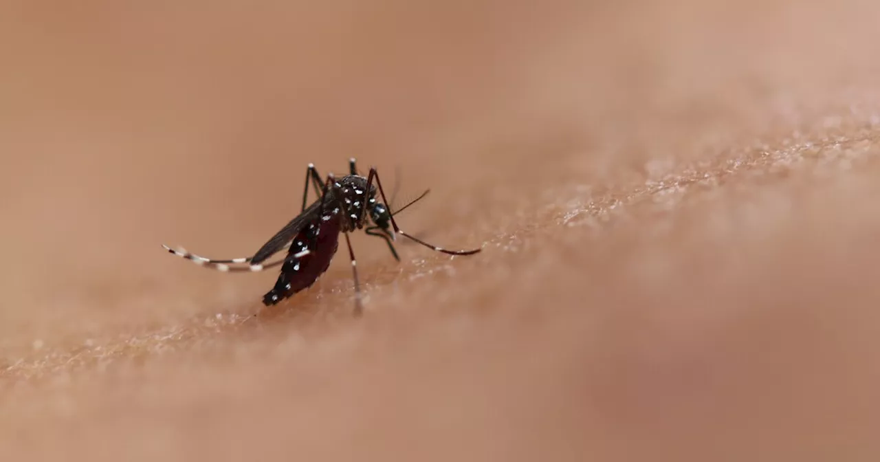 Dengue Case In Pasadena