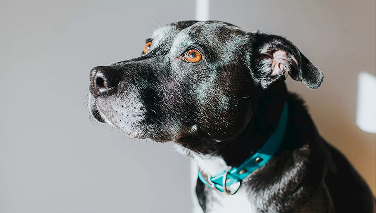 'Non posso più prendermi cura del mio anziano cane, la sua vita l'ha vissuta: sopprimiamolo', ma il veterinar…