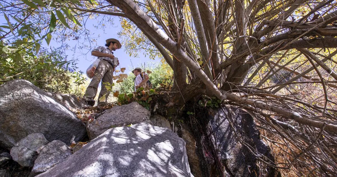 Under a temporary mining ban, 4 rare plant species can bloom in San Bernardino forest