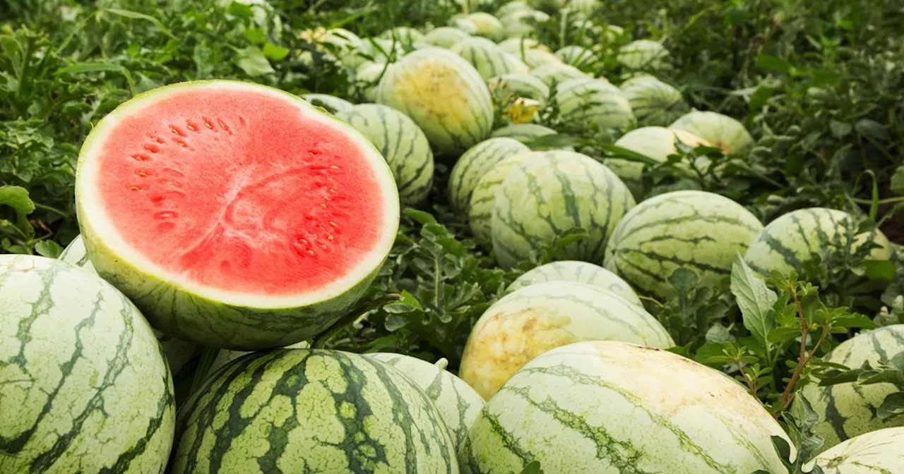 Lyon : plus de 400 kilos de cannabis cachés sous une cargaison de pastèques et melons