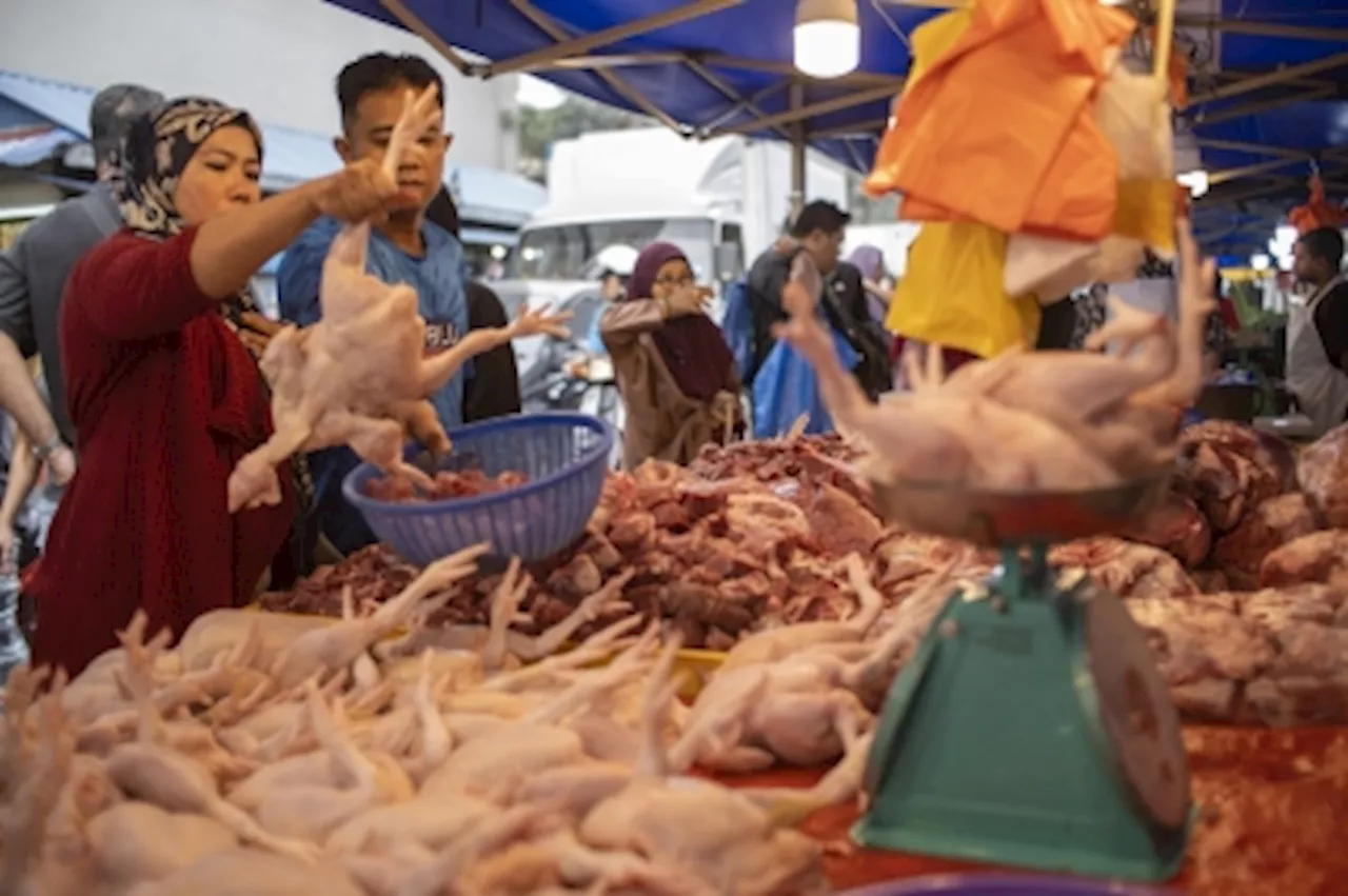 Experts: Chicken subsidy waiver a good thing, may create more jobs, strengthen ringgit