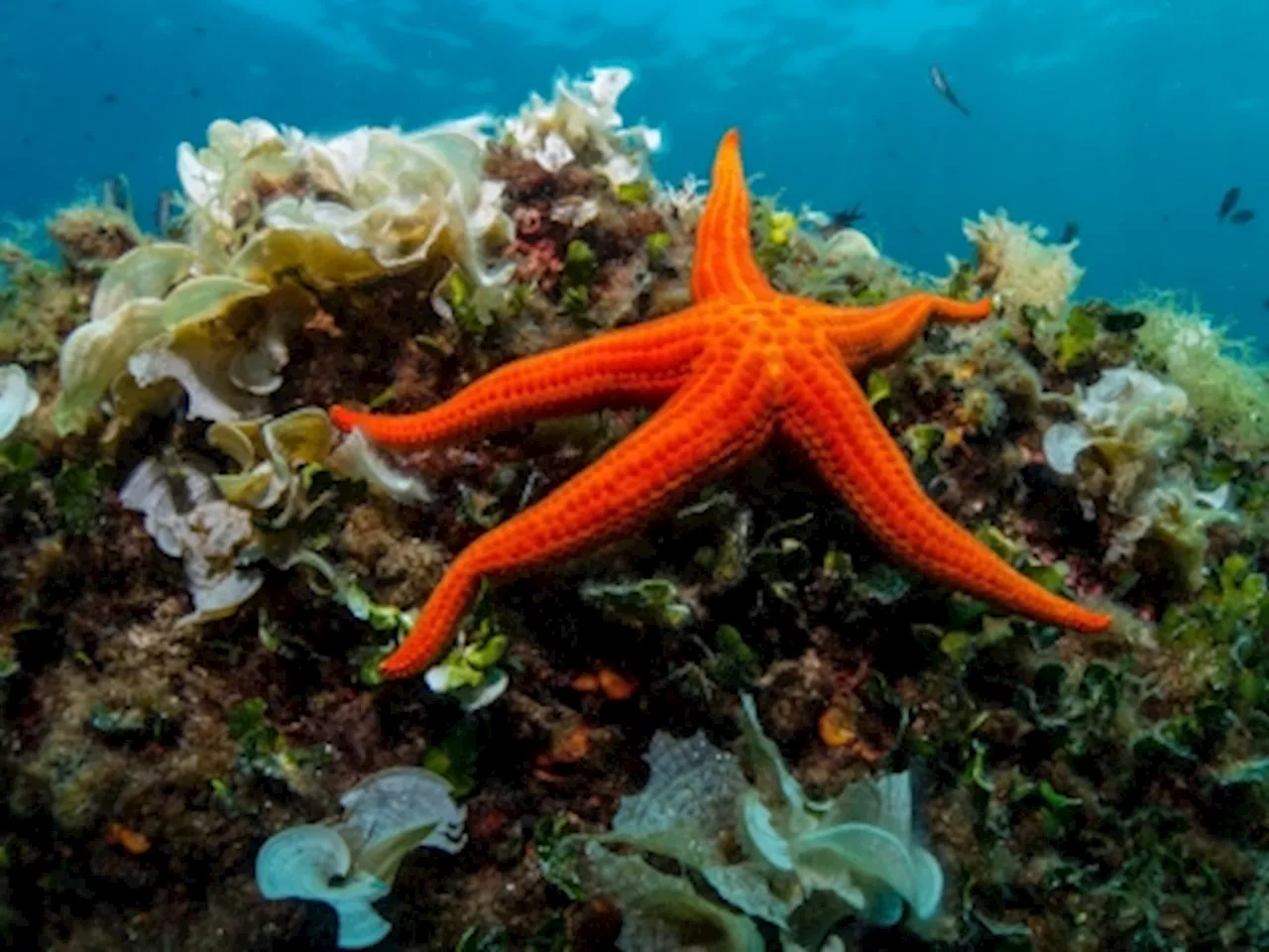 Global warming could benefit coral-eating starfish, say scientists