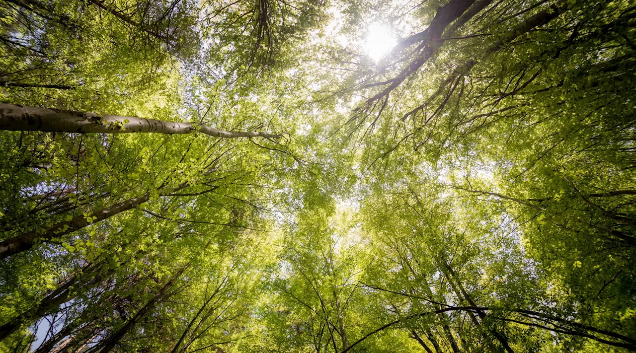 Asma, la terapia delle foreste funziona: lo studio su Forests