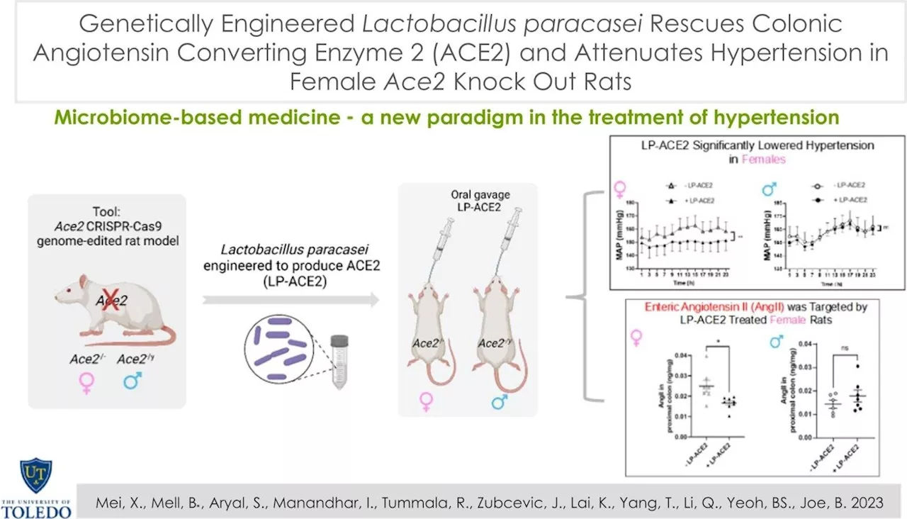 New study demonstrates promise of engineering gut bacteria to treat hypertension