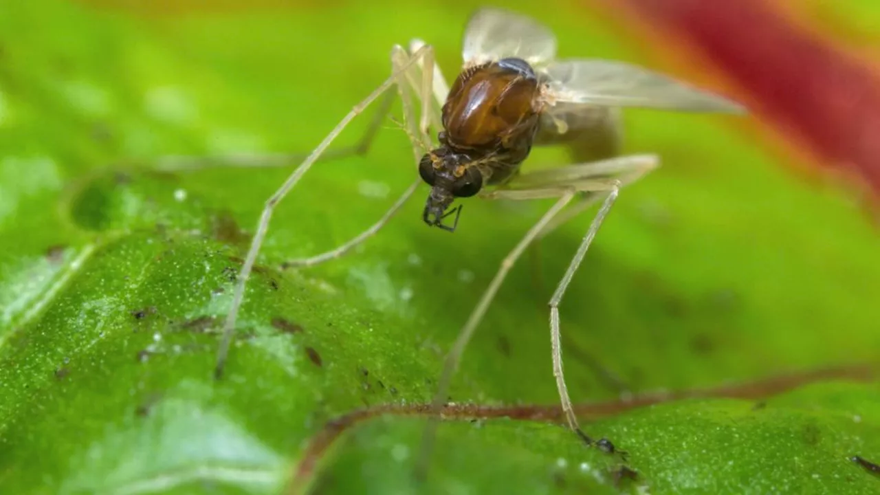 A tropical parasite, passed through the bite of a sand fly, is causing skin infections in the US