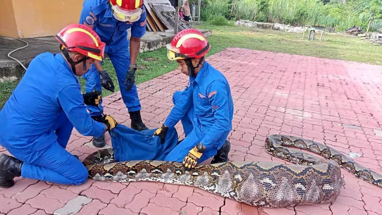 Atrapan serpiente pitón de 7 metros y 140 kilos tras comerse una cabra en Malasia