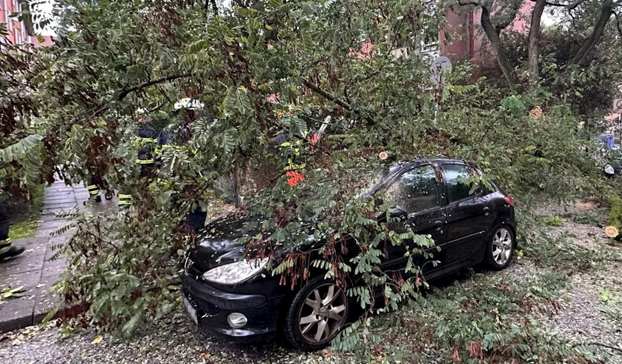 Stürmische Böen in Hamburg: Bäume stürzen auf Autos, Autobahnspur blockiert