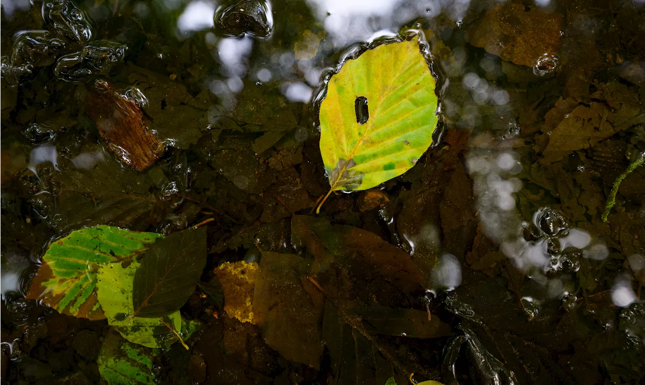 Invasive worm causing disease in Vermont beech trees