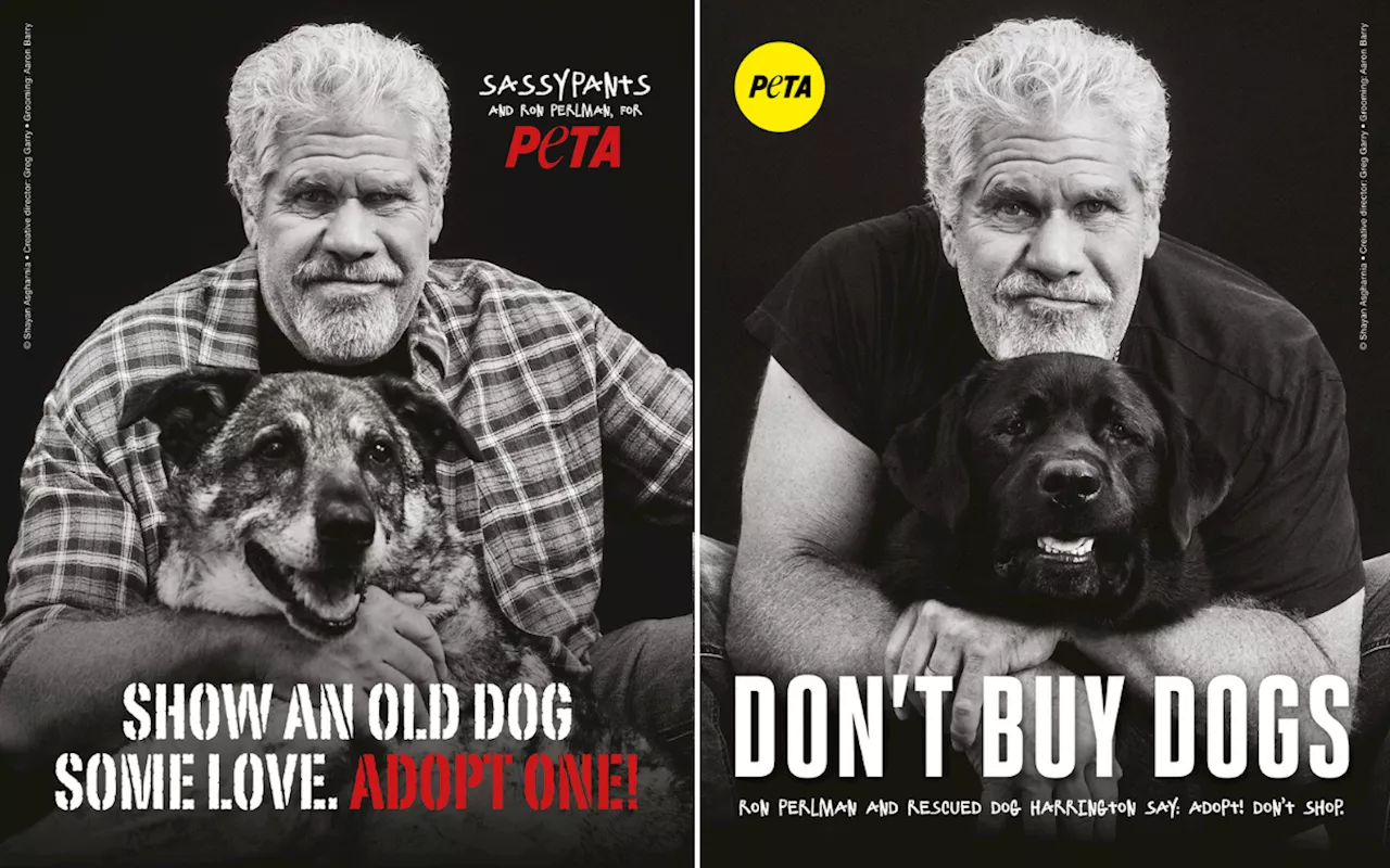 Ron Perlman Films 'Bittersweet' Video With Rescue Dog Before Her Death