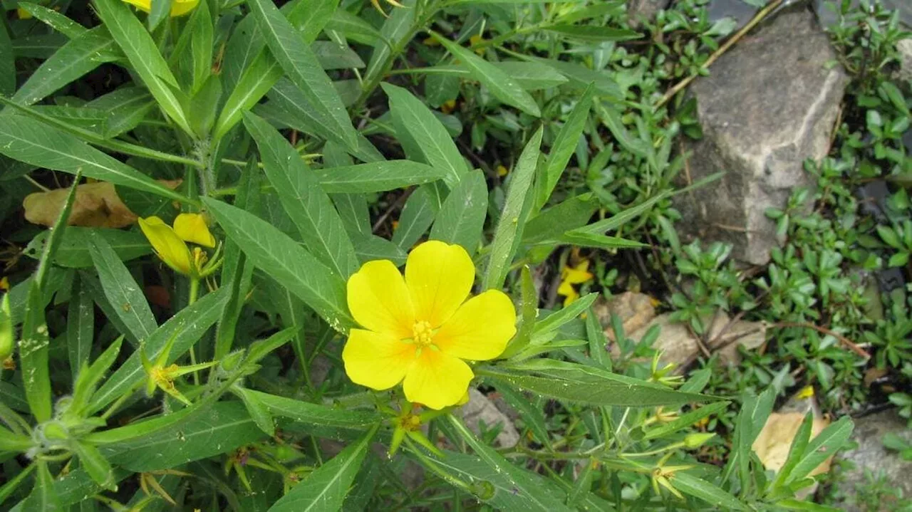 Qu’est-ce que la jussie, cette plante invasive qui menace les marais en Vendée ?