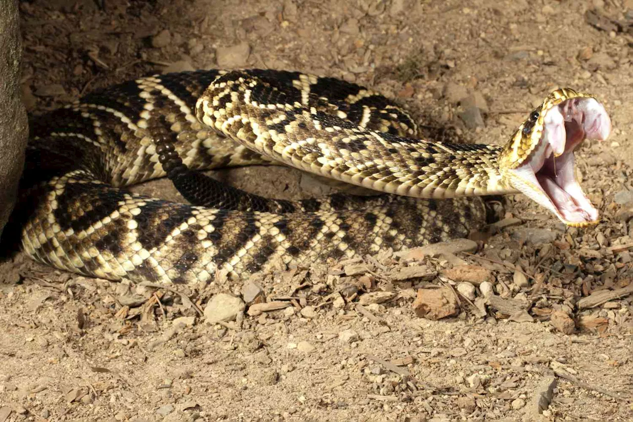 Cincinnati Zoo Employee Hospitalized After Getting Bitten by Venomous Eastern Diamondback Rattlesnake