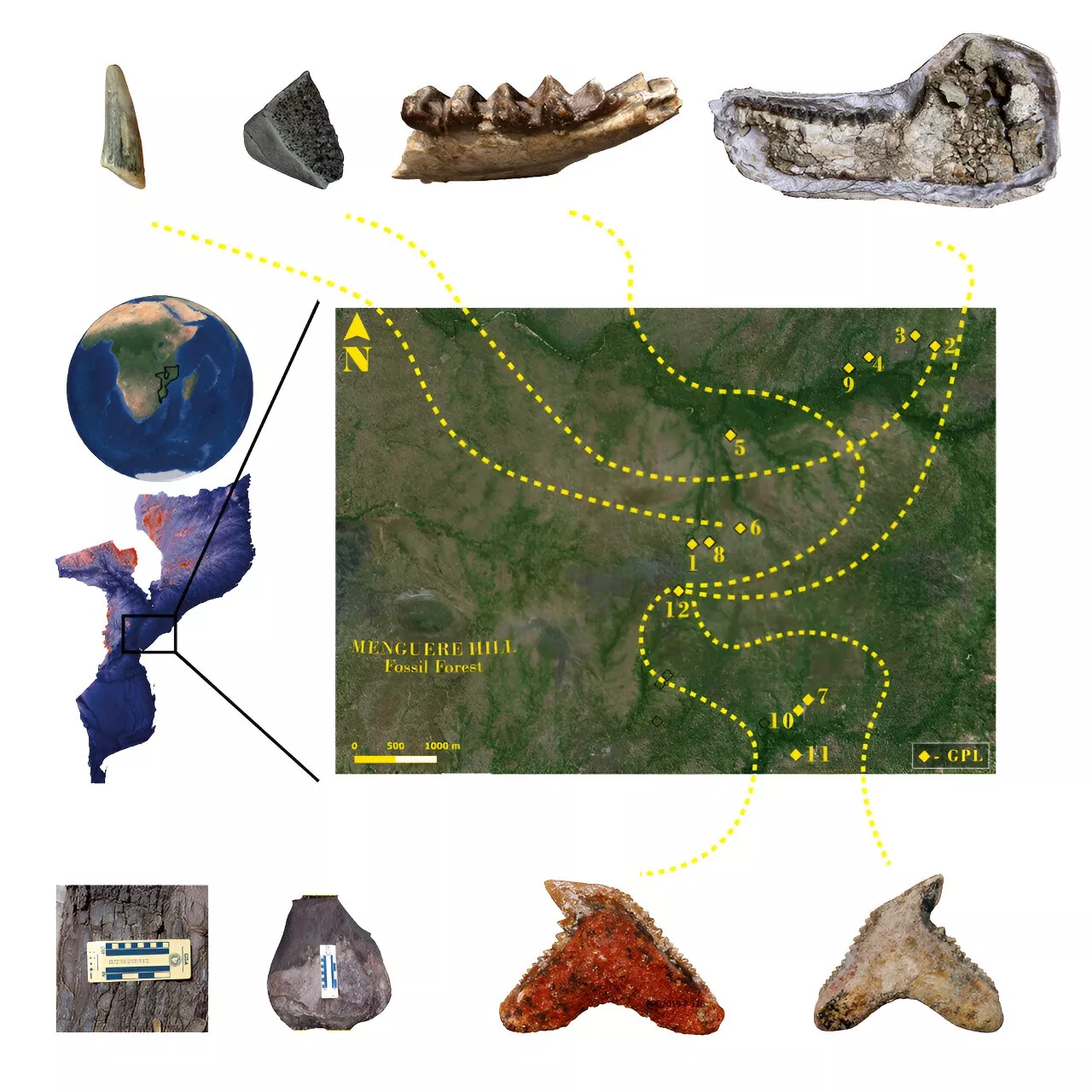 The first Miocene fossils from coastal woodlands in the southern East African Rift